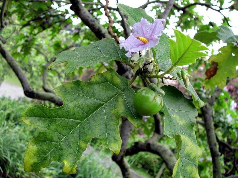 Solanum wrightii 大花茄