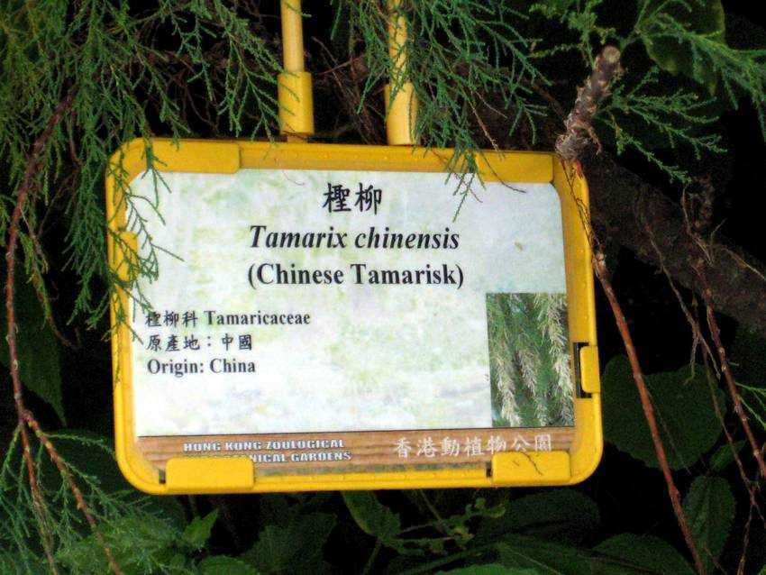 Tamarix chinensis 檉柳