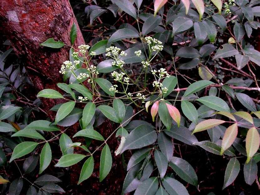Turpinia cochinchinensis 越南山香圓