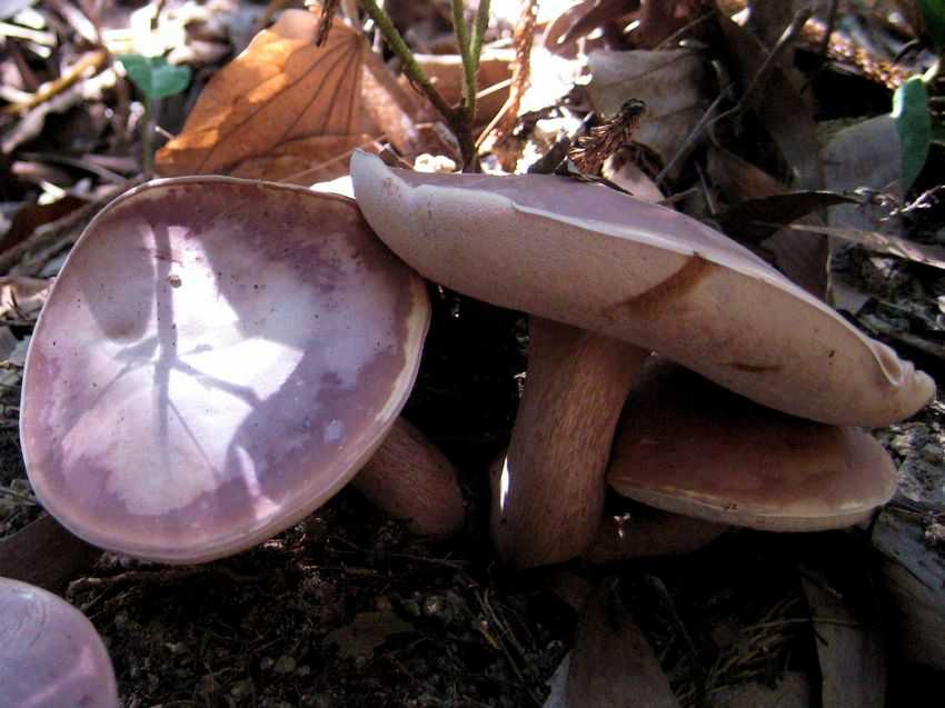 紫红牛肝菌图片